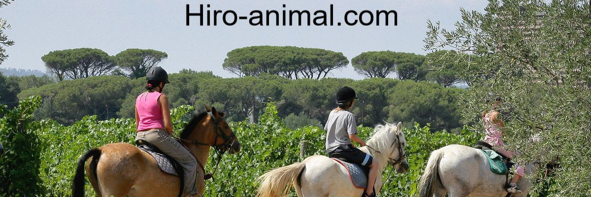 hiro-animal.com
